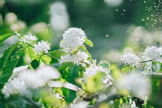 Giá cà phê hôm nay 17/9/2025: Tăng mạnh hàng loạt