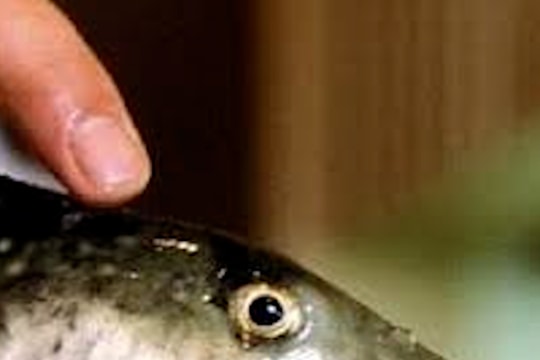 1 người tử vong, 2 người nhập viện sau khi ăn cá nóc