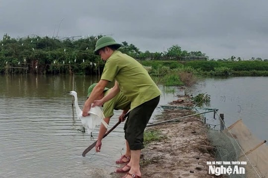Hàng loạt bẫy chim trên đồng ruộng Nghệ An bị tháo gỡ, tiêu hủy