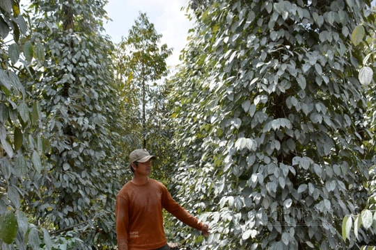 Giá tiêu hôm nay 22/9/2025: Giữ giá ở mức cao, thị trường tiếp tục thuận lợi