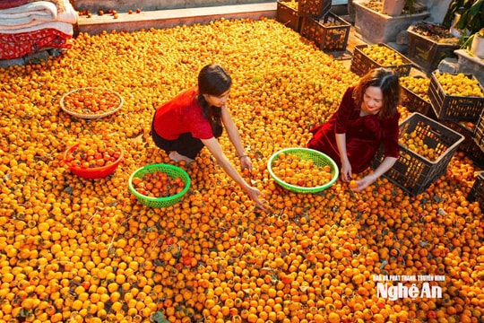 Đại Huệ rộn ràng mùa hồng đầu vụ