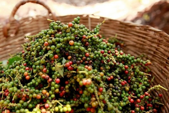 Giá tiêu hôm nay 26/9/2025: Giữ ở mức 150,000 đồng/kg