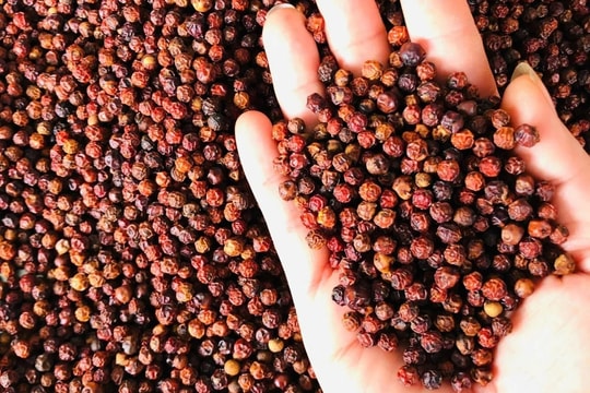 Giá tiêu hôm nay 27/9/2025: Liên tục đứng giá 150000 đồng/kg