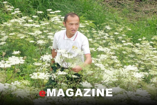Người "đứng mũi" dưới chân núi Puxailaileng -Bài cuối: Đảng viên đi trước, bản làng theo sau