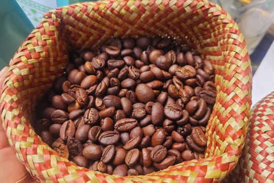 Giá cà phê hôm nay 29/9/2025: Tăng hơn 4000 đồng/kg trong tuần