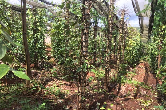 Giá tiêu hôm nay 28/9/2025: Giữ giá mức cao