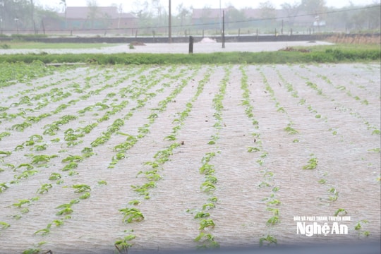 Bão số 10 gây thiệt hại tài sản, hoa màu, vật nuôi tại các địa phương