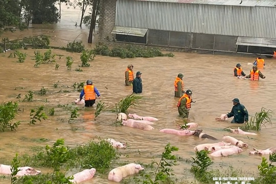 Công an, quân sự xã Nghĩa Đàn kịp thời cứu đàn lợn trong biển nước