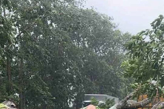 Một bí thư thôn bị cây đè tử vong khi đi chống bão số 10