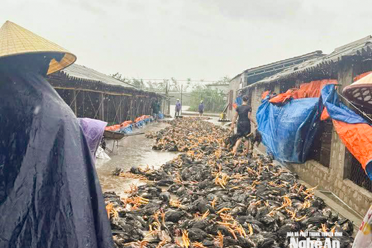 Nhiều trang trại Nghệ An ngập sâu, hàng trăm nghìn con gà bị chết