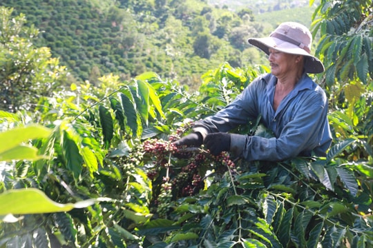 Giá cà phê hôm nay 2/10/2025: Lập kỷ lục thu về hơn 8,4 tỉ USD