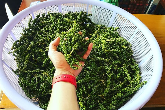 Giá tiêu hôm nay 2/10/2025: Tiếp tục giảm đến 1500 đồng/kg