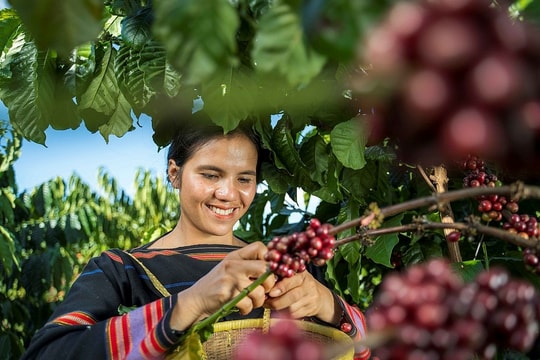 Giá nông sản hôm nay 2/10/2025: Cà phê tăng mạnh, giá tiêu không có biến động