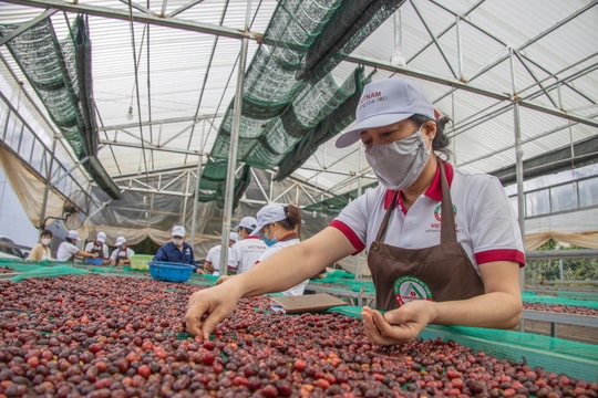 Ngày 3/10/2025: Giá cà phê và giá tiêu trong nước đồng loạt giảm