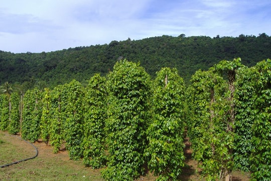 Giá tiêu hôm nay 4/10/2025: Giảm nhẹ xuống mức 144,000 - 146,000 đồng/kg