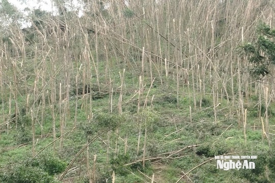 Nghệ An: Khẩn trương thu hoạch sắn, keo vớt vát sau bão số 10