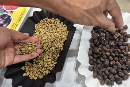 Giá cà phê hôm nay 8/10/2025: Giảm mạnh do vàng tăng