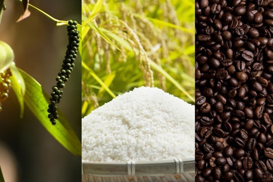 Giá nông sản hôm nay 9/10/2025: Giá lúa gạo, cao su, cà phê, hồ tiêu, heo hơi