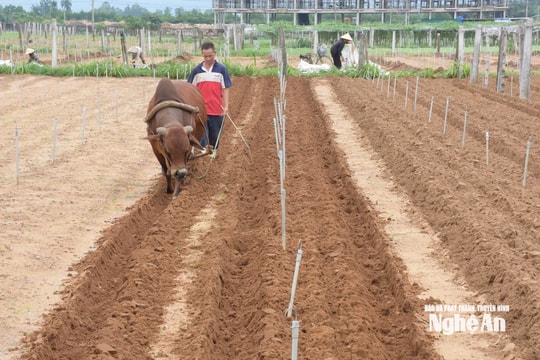 Nông dân Nghệ An vượt khó sản xuất vụ Đông sau bão lũ