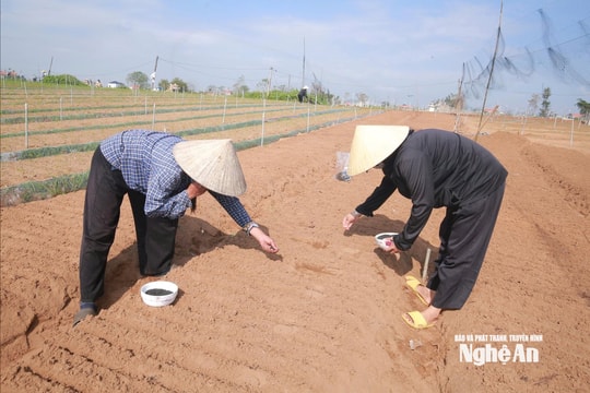 Nông dân Nghệ An khôi phục sản xuất sau bão, hướng tới thị trường cuối năm