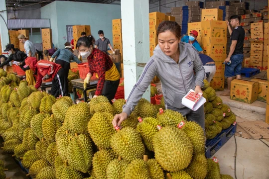 Giá nông sản 13/10/2025: Giá lúa gạo, sầu riêng, heo hơi, cao su, cà phê, hồ tiêu