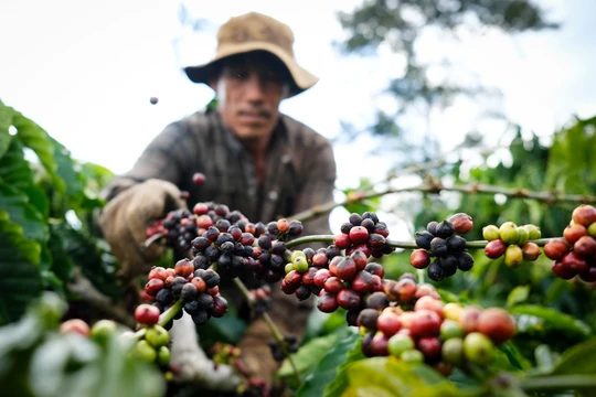 Giá cà phê hôm nay 17/10/2025: Lên đỉnh trở lại