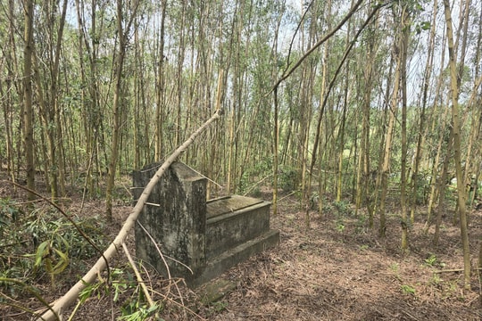 Xã Bích Hào: Đất nghĩa địa bị lấn chiếm để trồng keo