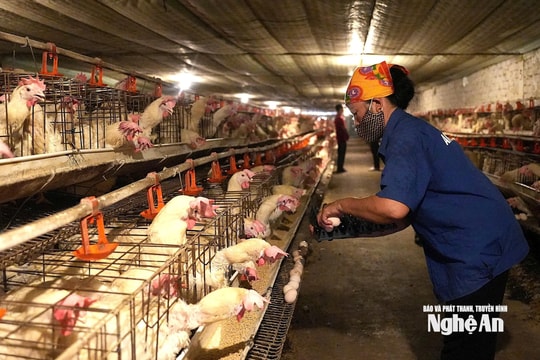 Nghệ An hướng tới nền chăn nuôi an toàn và số hóa