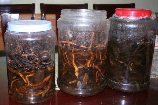 Nhiều người nguy kịch sau khi uống rượu ngâm rễ cây rừng