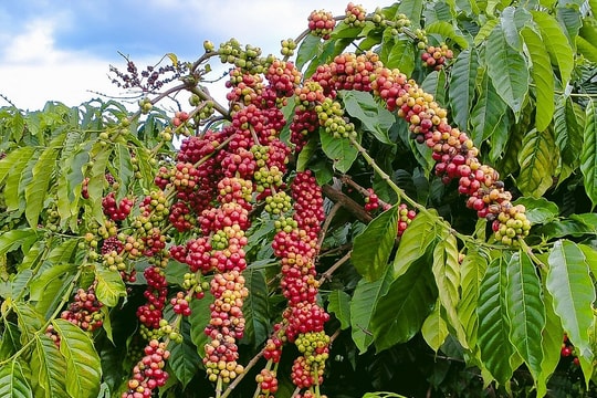 Giá cà phê hôm nay 22/10/2025: Thuế quan khiến giá cà phê Mỹ tăng mạnh