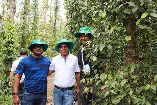 Giá tiêu hôm nay 23/10/2025: Nằm quanh ngưỡng 146.000 đồng/kg