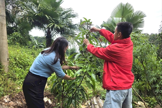 Sinh kế mới mở lối phát triển vùng cao Nghệ An