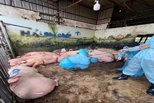 Khởi tố 3 bị can trong ổ nhóm giết mổ, kinh doanh thịt lợn bệnh