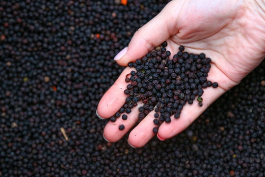 Giá tiêu hôm nay 24/10/2025: Giữ ở mức 146.000 đồng/kg