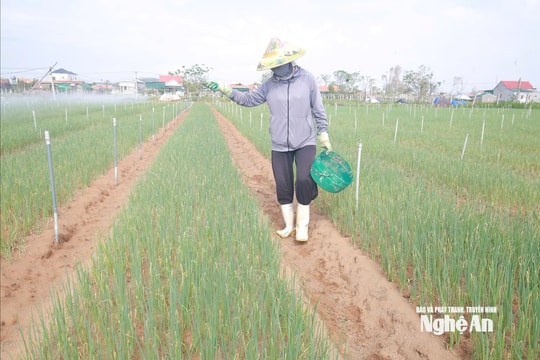 Nông dân khẩn trương tái sản xuất, giữ nhịp cung ứng cho thị trường cuối năm