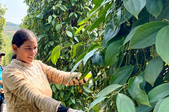 Giá tiêu hôm nay 26/10/2025: Giá tiêu Malaysia giảm mạnh hơn 100 USD