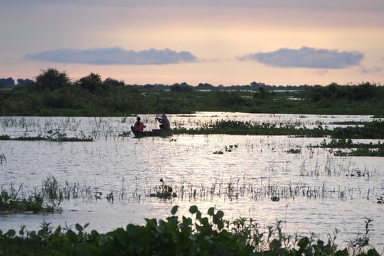 Theo dấu cá linh: Hành trình từ Biển Hồ về miền Tây sông nước