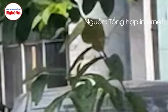 Phát hiện thi thể cô gái đang phân hủy trong cốp xe ô tô