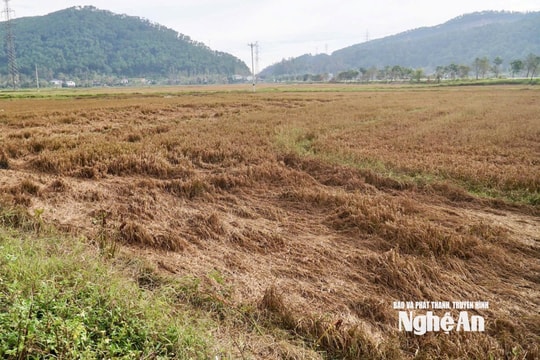 Hỗ trợ sau thiên tai: Vì sao chậm đến tay nông dân?