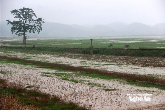 Thời tiết Nghệ An ngày 2/11: Có mưa rào rải rác, đêm và sáng trời lạnh, vùng núi trời rét