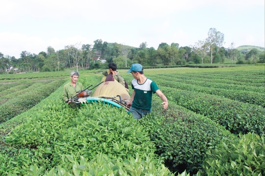 Những kết quả và con số nổi bật của ngành Nông nghiệp và Môi trường Nghệ An giai đoạn 2020 - 2025