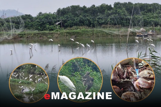 Chim trời, vẫn tìm đường… ra chợ