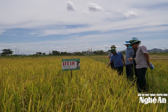 Chi cục Trồng trọt và Bảo vệ thực vật Nghệ An: Hành trình 40 năm bảo vệ những mùa vàng