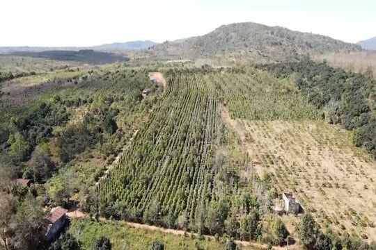 Giá tiêu hôm nay 4/11/2025: Tăng nhẹ 500 đồng