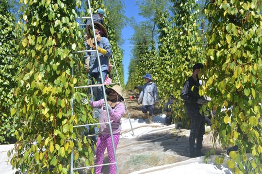 Giá tiêu hôm nay 5/11/2025: Giảm giá nhưng xuất khẩu vẫn đạt kỷ lục