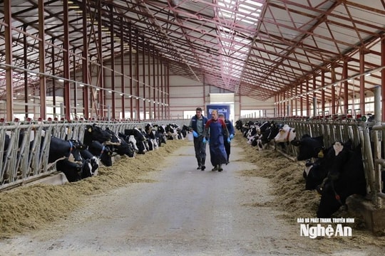 Tăng cường phòng chống dịch bệnh chăn nuôi, đảm bảo nguồn cung cuối năm