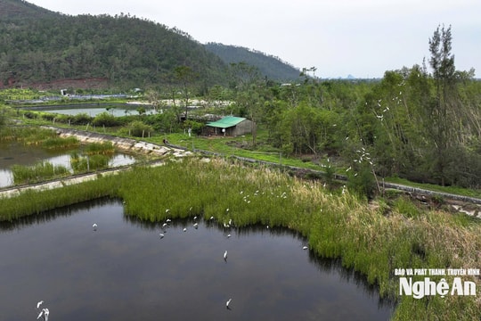 Yêu cầu xác minh, xử lý thông tin bài viết 'Chim trời, vẫn tìm đường… ra chợ' của Báo và phát thanh, truyền hình Nghệ An
