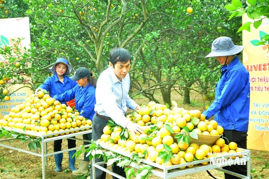 Ngành Nông nghiệp và Môi trường Nghệ An: Đẩy mạnh xúc tiến thương mại, mở rộng thị trường tiêu thụ sản phẩm nông, lâm, thủy sản