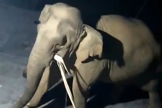 Voi rừng ở Nghệ An vào bếp nhà dân để lục tìm thức ăn