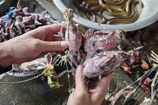 Những đàn chim trời… hấp hối